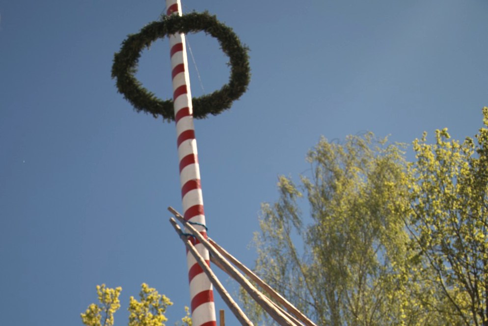 Der aufgestellte Maibaum mit Kranz und Stützstangen vor blauem Himmel